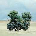Bluegums at Excelsior