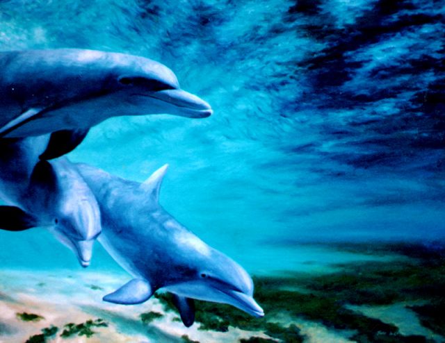 Some dolphins having fun.