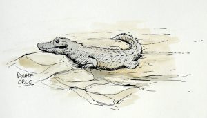Pen and Ink with some watercolour of a Dwarf Crocodile