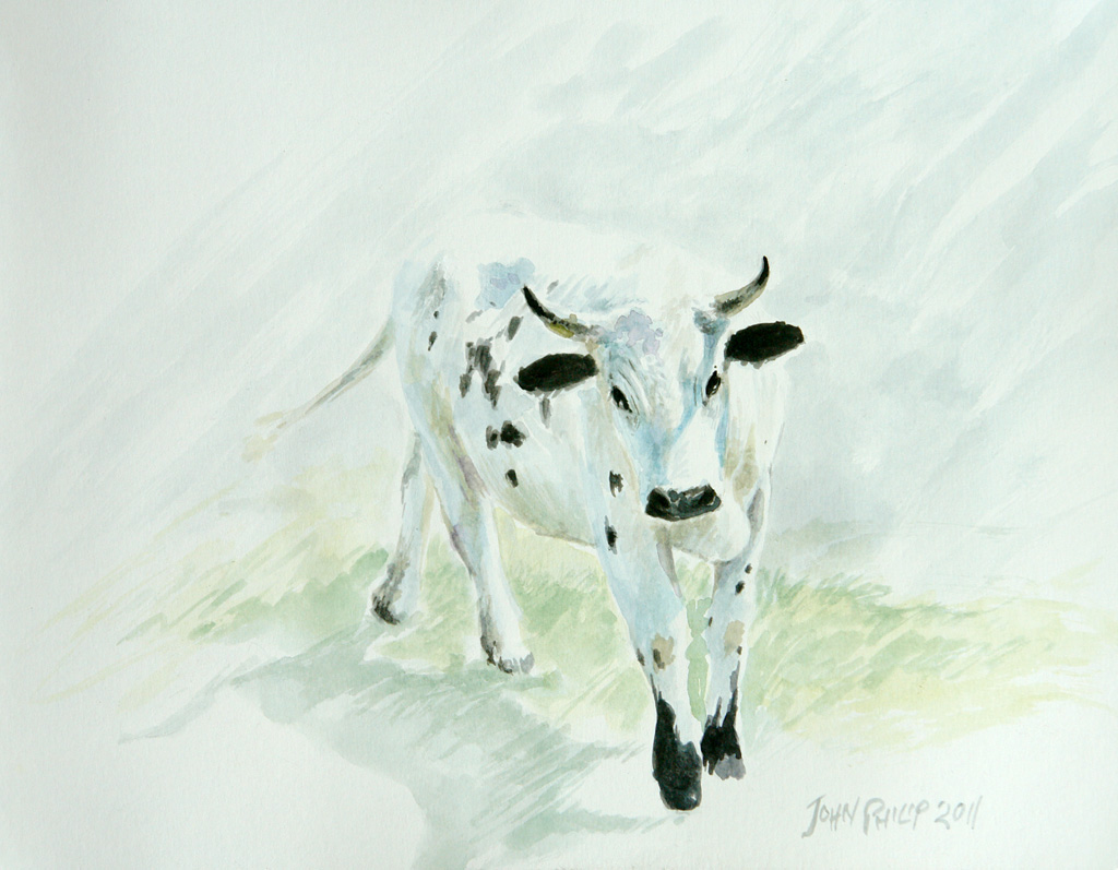 Watercolour painting of a Nguni Cow