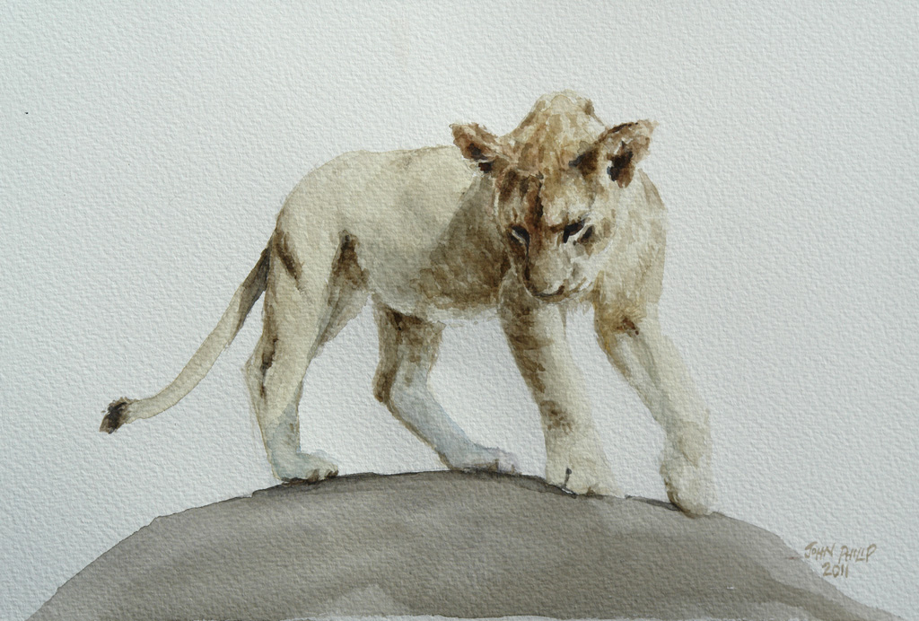 Watercolour of a lion cub.