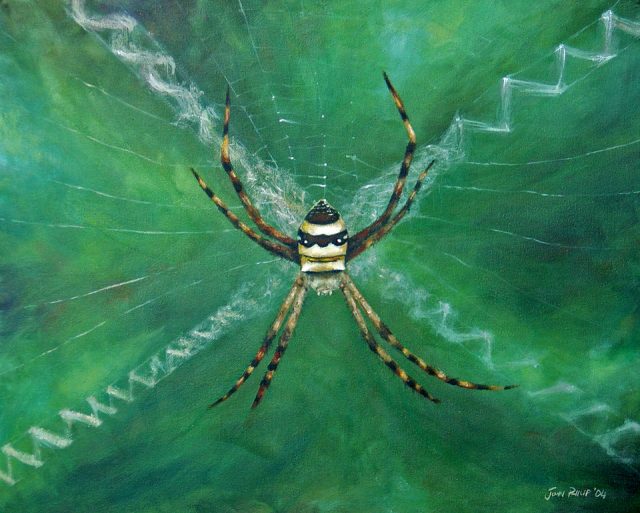 Oil Painting of an Argiope spider on its web
