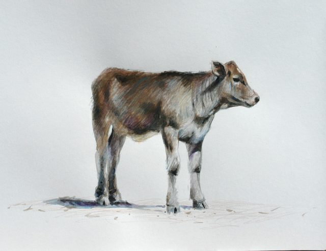Watercolour and pencil crayon of a young bull calf - Brown Swiss