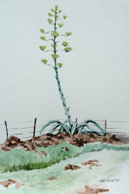 Watercolour Sketch of a Single Agave Flower