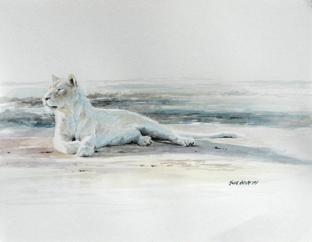 Watercolour of a white lioness