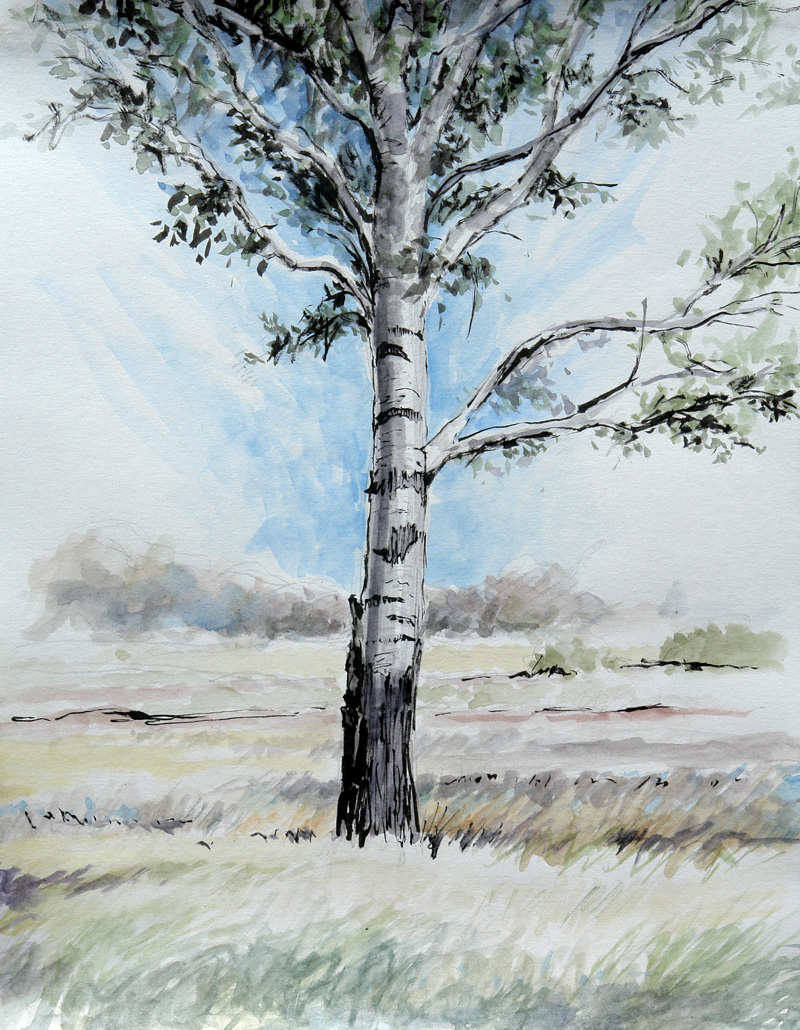 Pen and Ink with watercolour of a white or silverleaf poplar tree (Populus alba)
