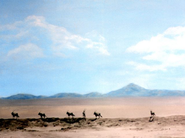 A group of Gemsbok in the sweltering heat of the Kalahari desert.