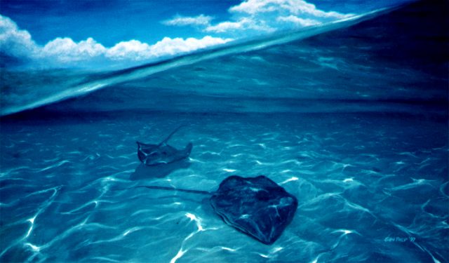 View of two lone stingrays, two worlds, air above, water below.