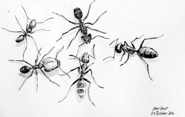 various species of ants