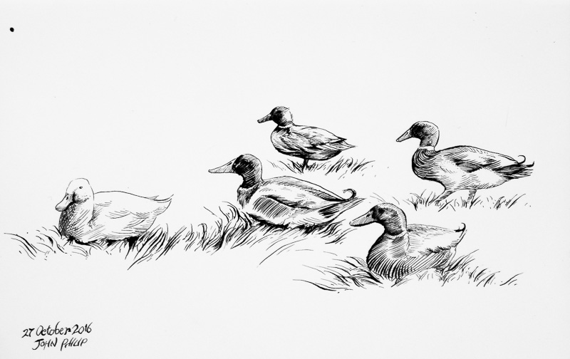 Ducks in Ink