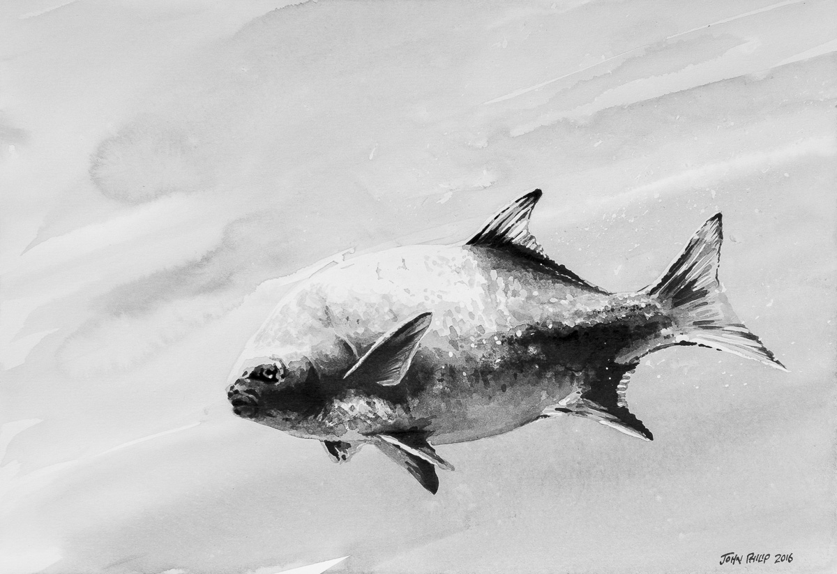 The national fish of South Africa painting with Ink