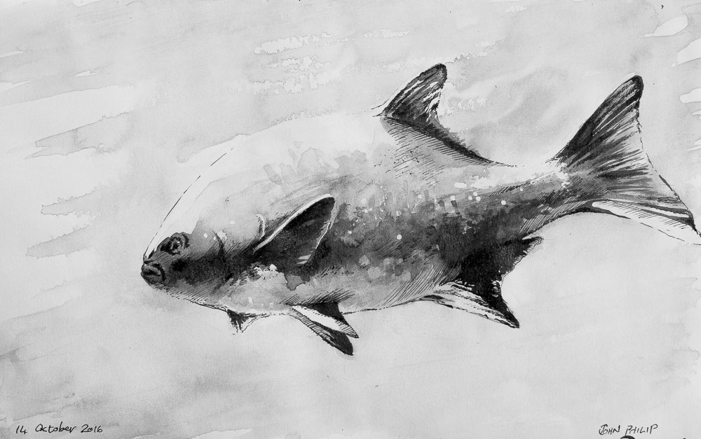 The galjoen, black bream, or blackfish