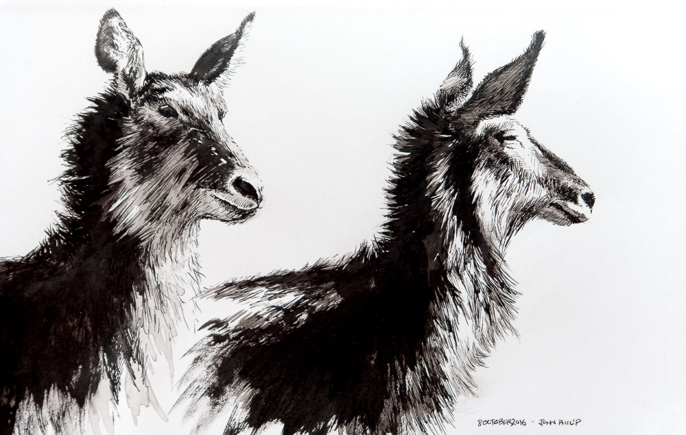 Waterbuck in Pen and Ink