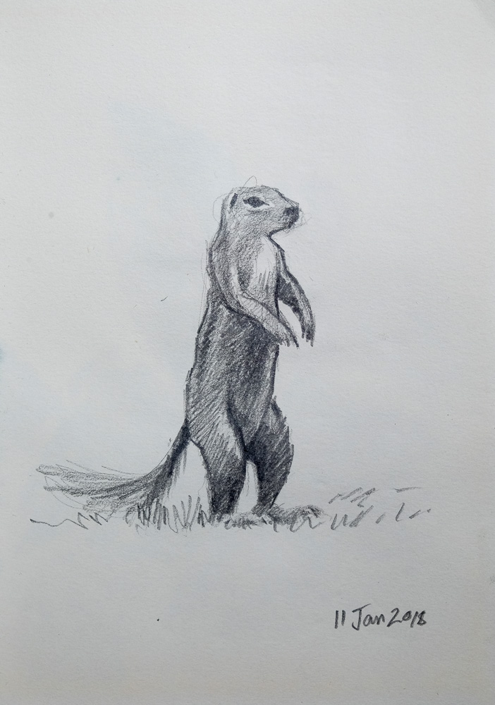 Pencil drawing of a Ground Squirrel