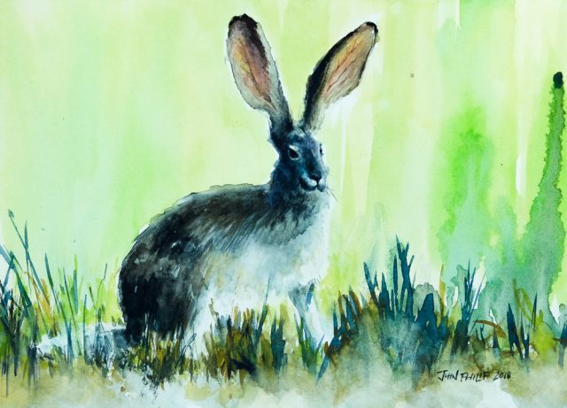 Water colour painting of a cape hare in green