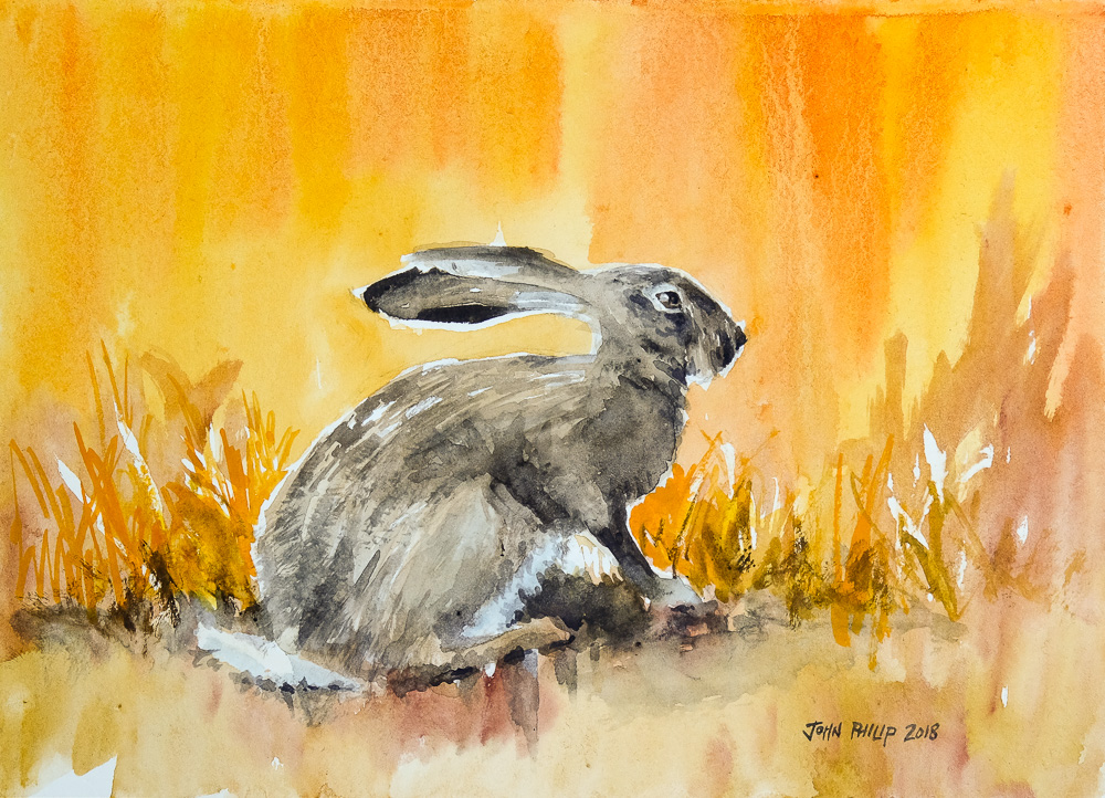 Water colour painting of a cape hare in orange