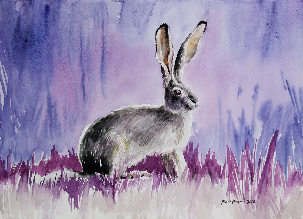 Water colour painting of a cape hare in violet