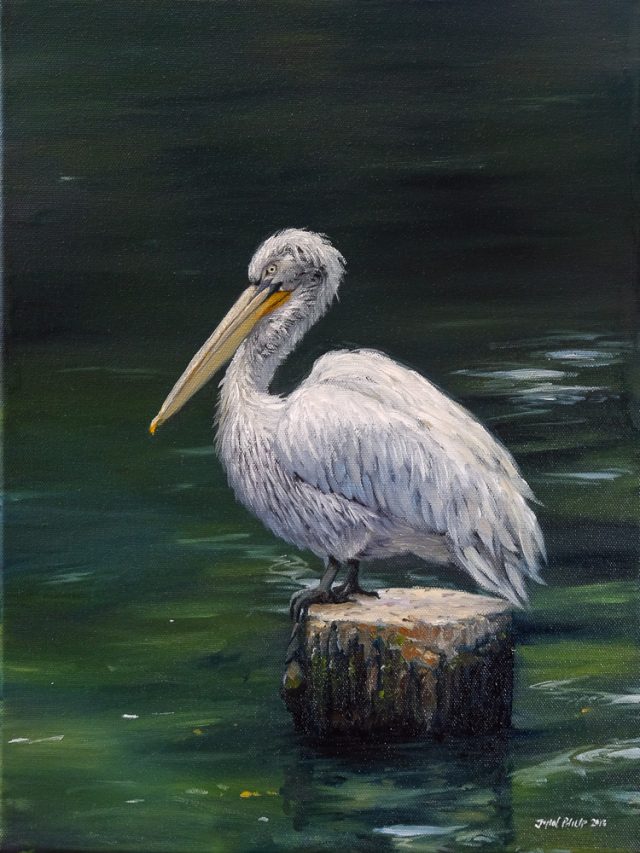 Oil painting of a Pelican