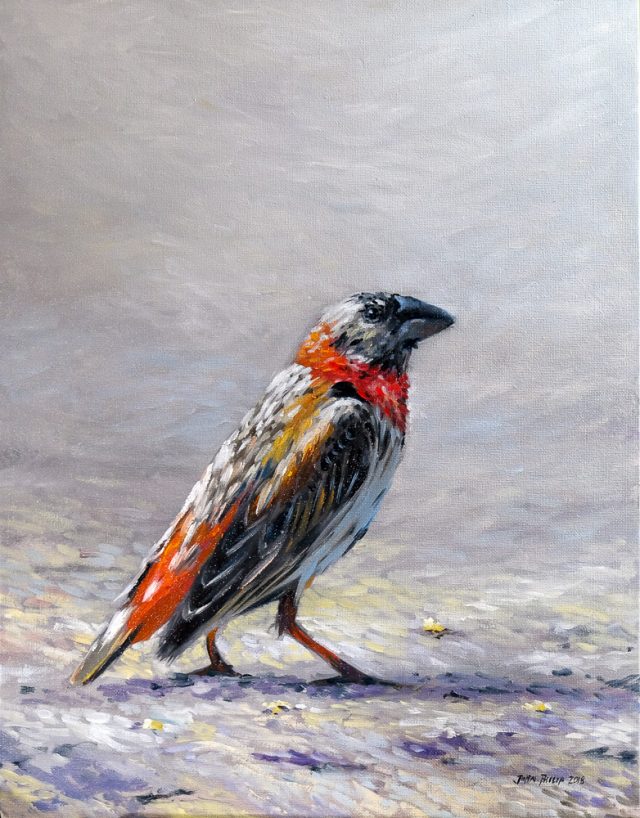 Oil painting of a young Southern Red Bishop