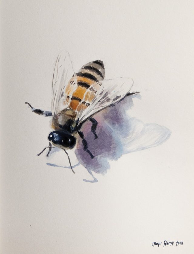 Little watercolour painting of a bee