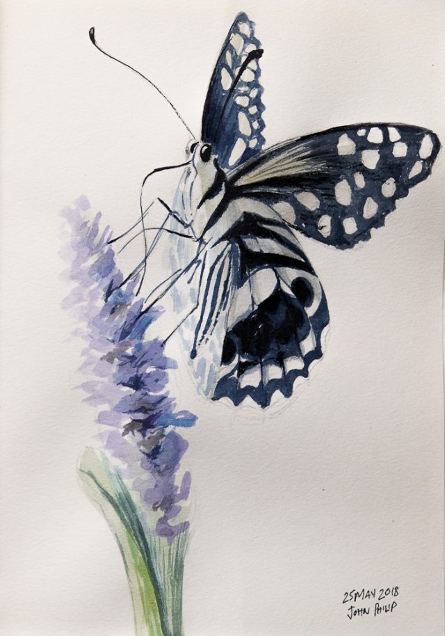 Butterfly on a Purple Flower