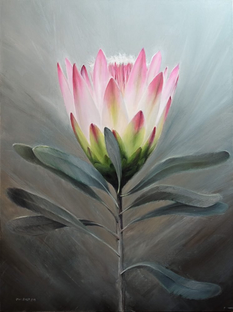 Flower painting of a Protea