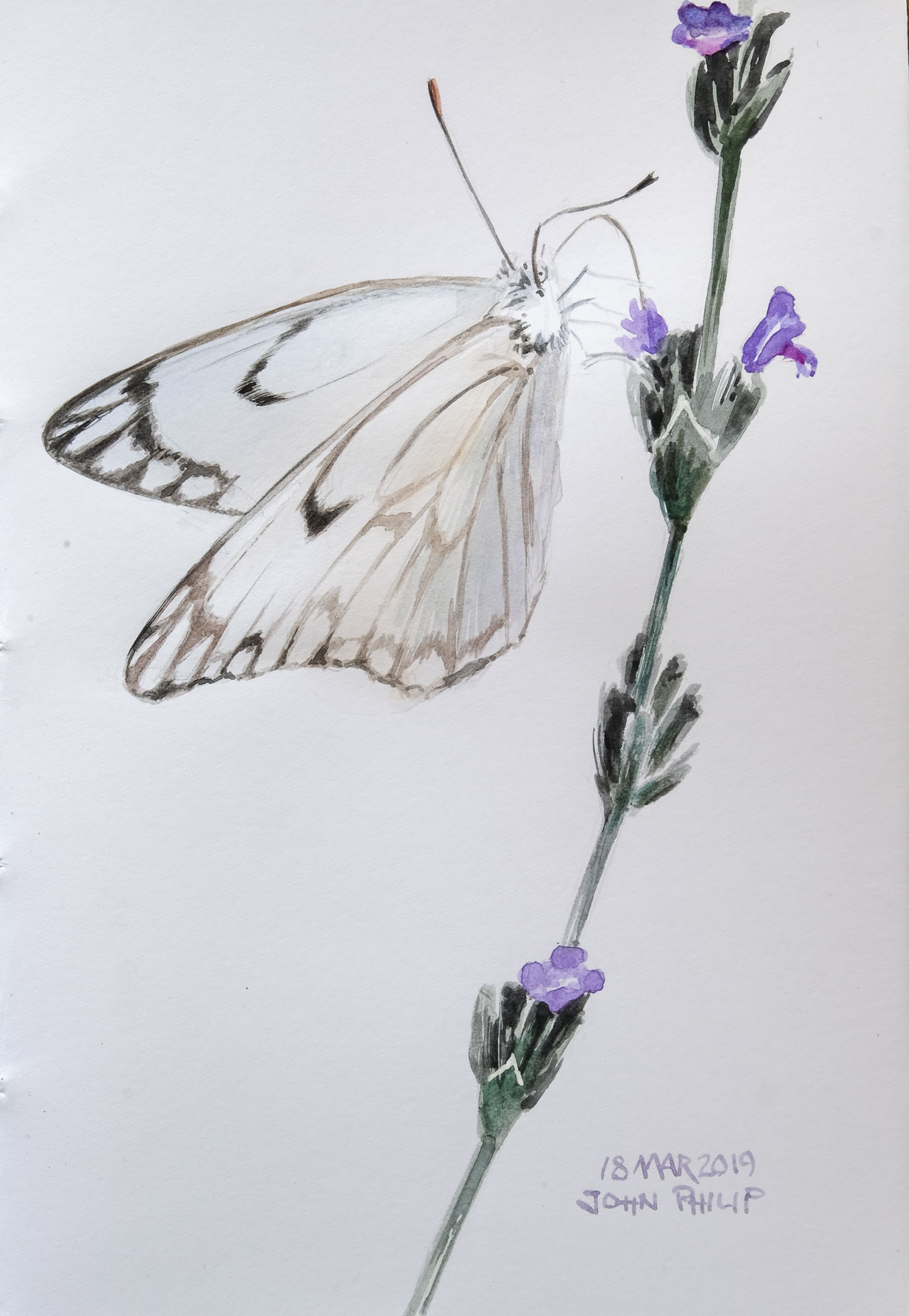 Download Delicate Butterfly On The Lavender John Philip