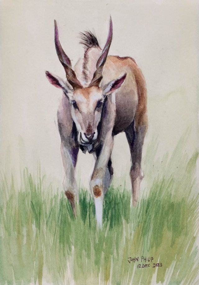 Watercolor painting of an Eland grazing