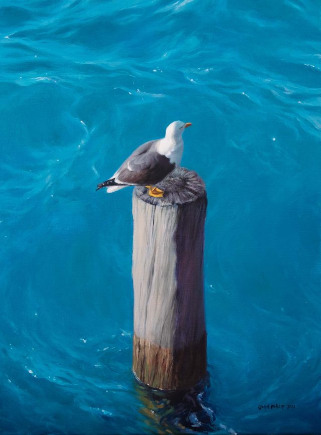 Oil Painting on canvas of a Seagull spotted in Saint-Malo, France
