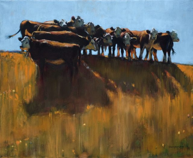 12 Cow bunched up on a hill.