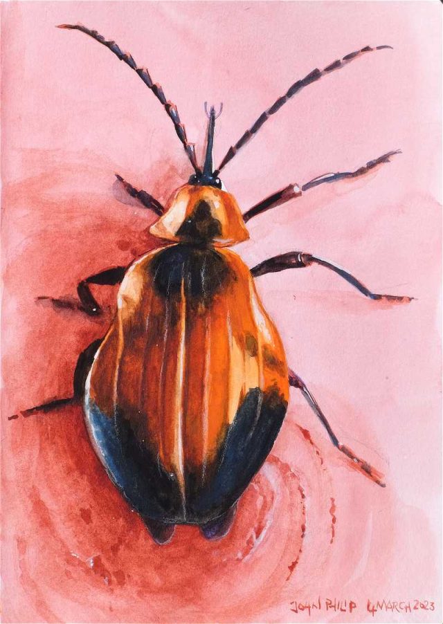 Watercolour painting of a Cheeky Netwing Beetle - Lycus melanurus